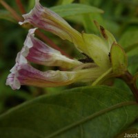 Strobilanthes schomburgkii (Craib) J.R.I.Wood